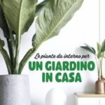 LE PIANTE DA INTERNO PER UN GIARDINO IN CASA